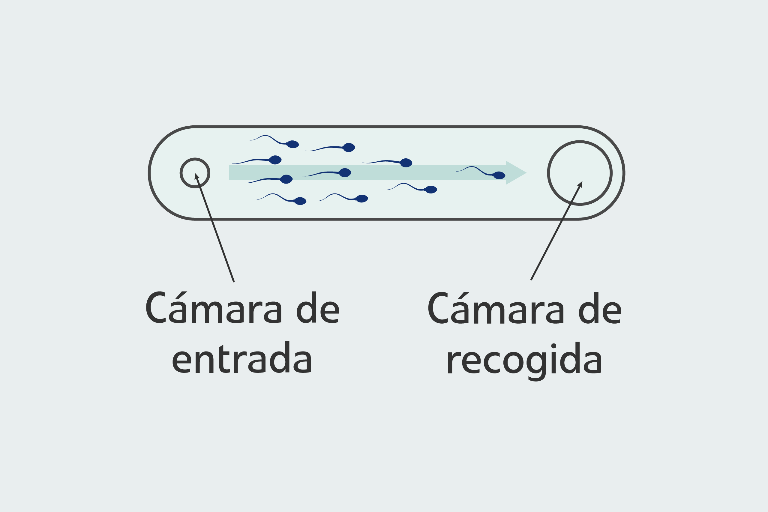¿En qué consiste la selección espermática por microfluidos?